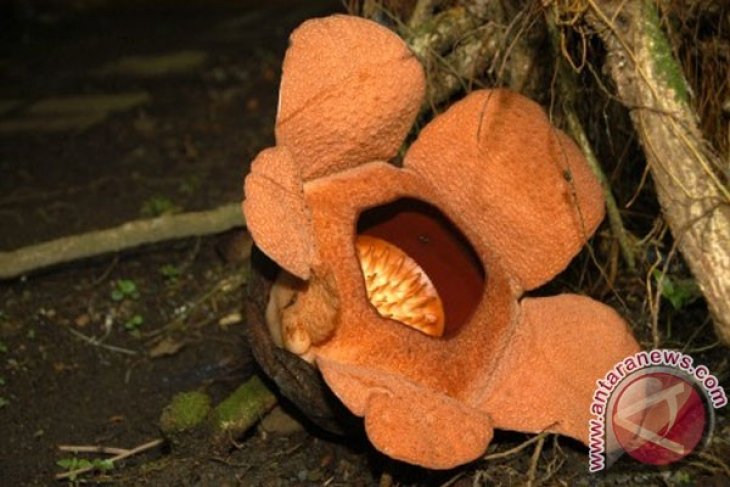 Rafflesia