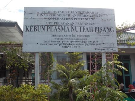 Kebun plasma nutfah pisang Yogyakarta