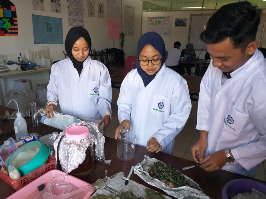 Mahasiswa Farmasi UM Bandung Formulasikan Daun Cincau Hijau Sebagai Kapsul Anti Inflamasi
