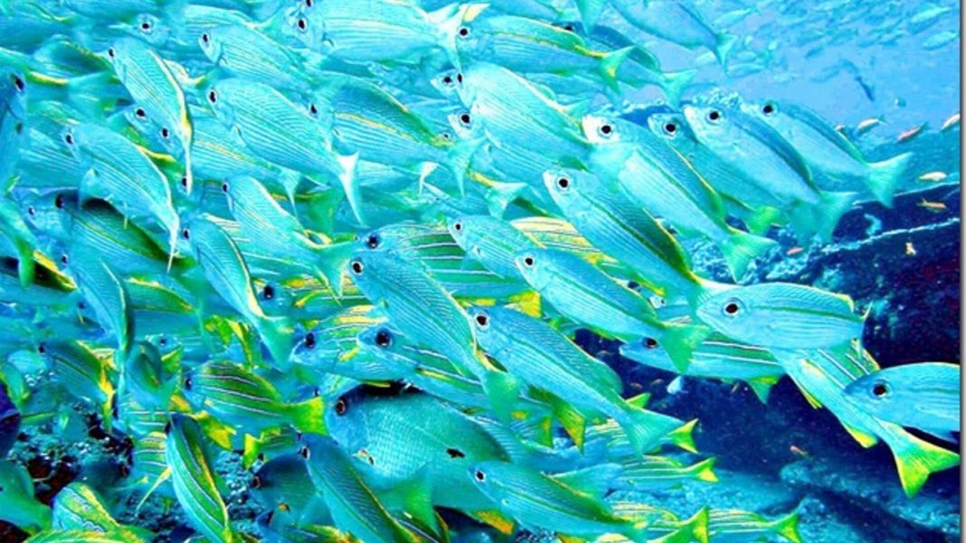 LIPI Meneliti Penyebab Kematian Ikan di Pesisir Ambon
