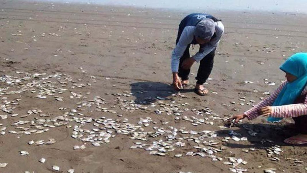 Lagi, Ikan Mati Massal di Pantai Lolonluan