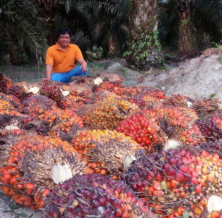 Tandan buah segar kelapa sawit