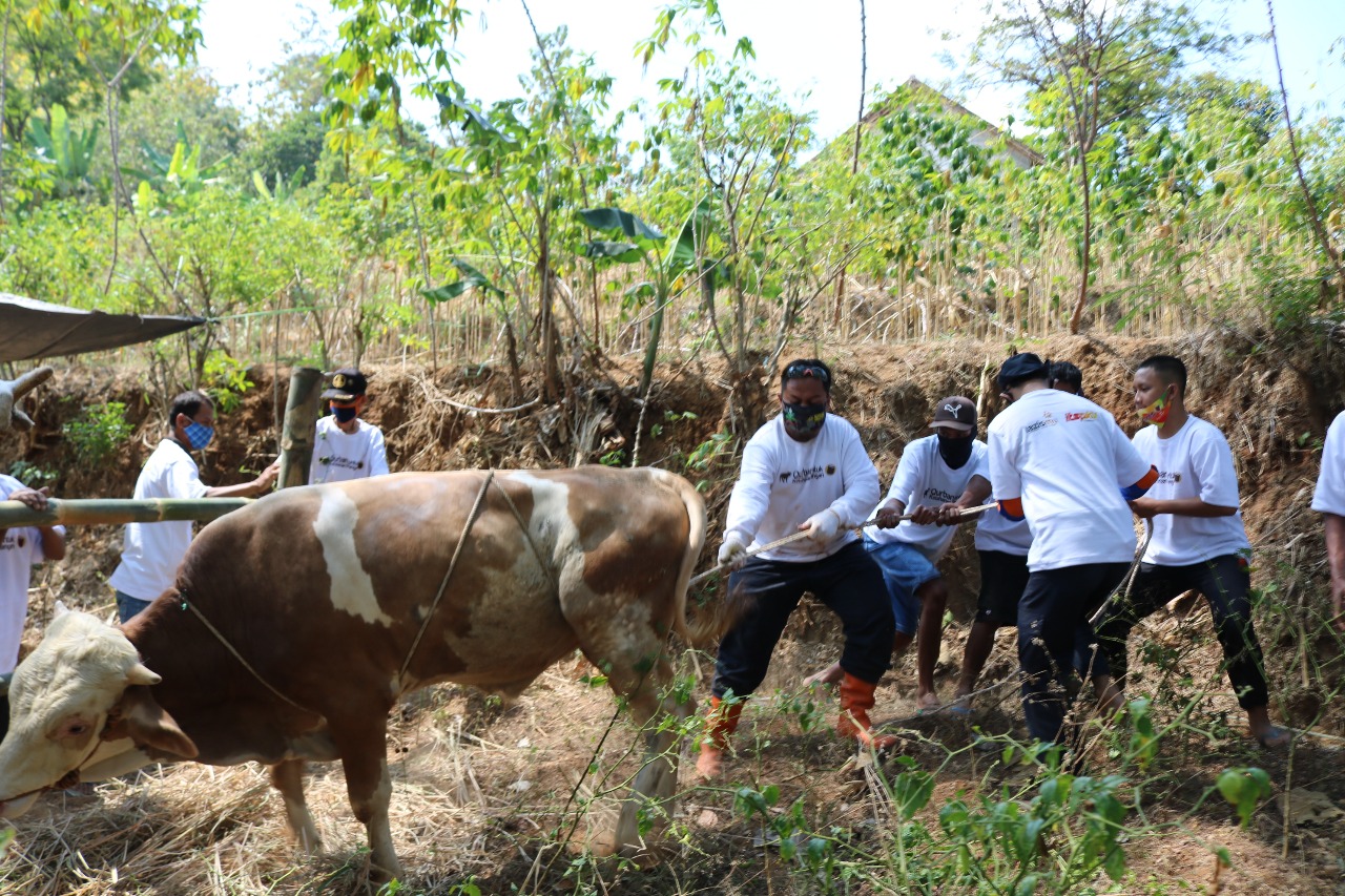 Ekspedisi Ketahanan Pangan, Lazismu Salurkan Hewan Kurban di Perbatasan