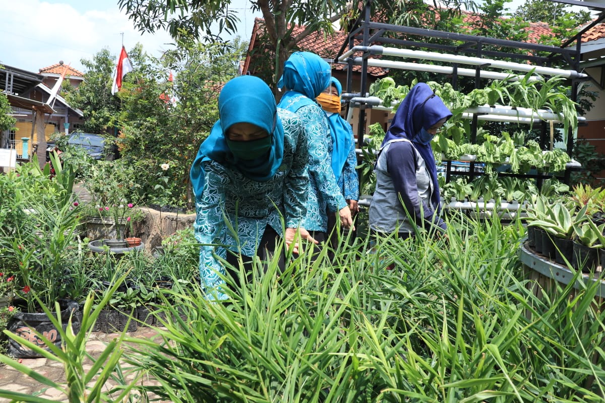 TP PKK Indramayu Bersama Kelompok Wanita Tani Kembangkan Jahe Merah