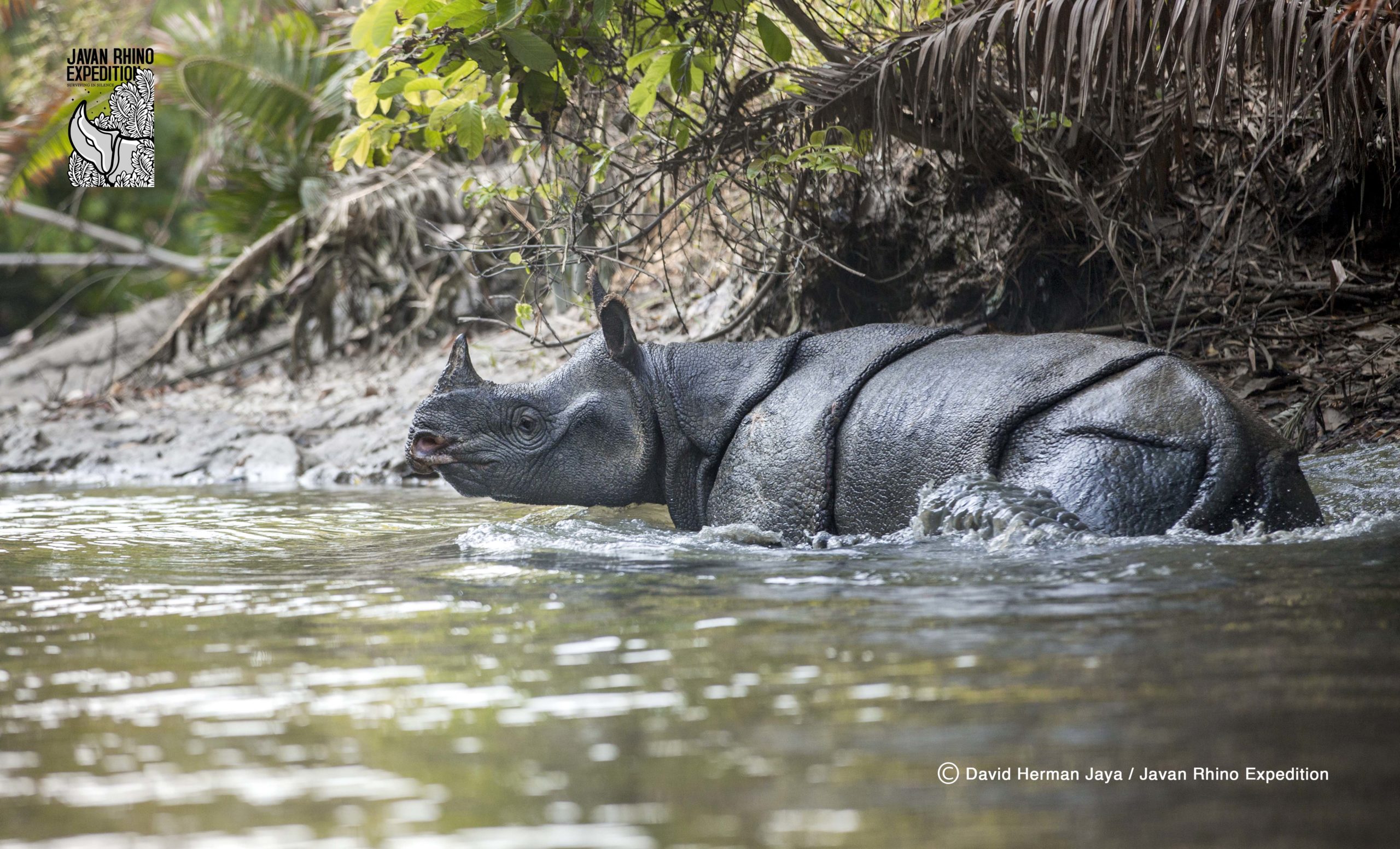 Selebrasi World Rhino Day 2020 dengan Peluncuran Hasil Kegiatan Ekspedisi Badak Jawa “Surviving in Silence”