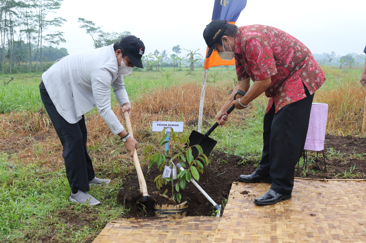 UMP Miliki 23 Durian Unggul di Seluruh Indonesia
