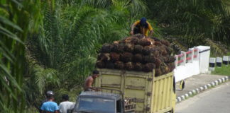 Sebuah Investigasi Menemukan Perusahaan Kehutanan Raksasa RGE Menghambat Konservasi di Kawasan Ekosistem Leuser