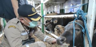 Jelang Iduladha Lalin Ternak Meningkat, Karantina Pertanian Tanjung Priok Siaga