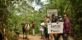 Unik, Lazismu Hulu Sungai Selatan kirim sapi ke desa Kamawakan dengan jalan kaki