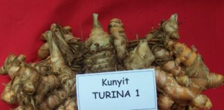 Tangkis Covid-19 dengan Minuman Fungsional Berbahan Herbal