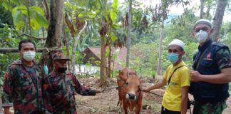 KOKAM AMM Kerjasama dengan Muhammadiyah Turi Sleman Gelar Baksos Penyaluran Daging Kurban