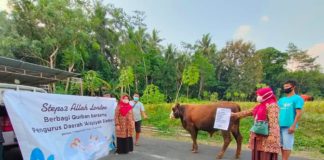 Jamaah Steps to Allah London Salurkan 6 Ekor Sapi Kurban Melalui PDA Sleman