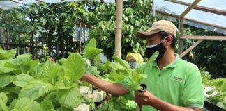Panen Sayur Hidroponik di Tengah Pandemi