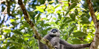 Gotong Royong Peringatan Hari Hutan Indonesia Gaungkan Kampanye Pelestarian Hutan Indonesia