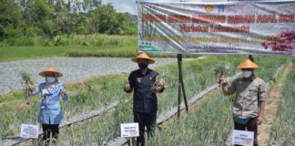 Kelompok Tani ‘Tani Rukun’ Sleman Panen Benih Bawang Merah Lokananta