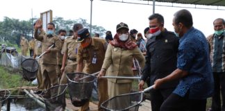 KPI Mina Makmur Sleman Panen Ikan Nila Hasil Mina Padi Kolam Dalam