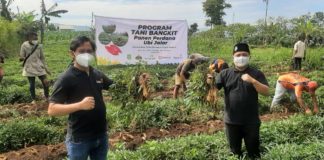 Berdayakan Petani Lewat Program Tani Bangkit, Lazismu Panen Ubi Jalar di Sukabumi