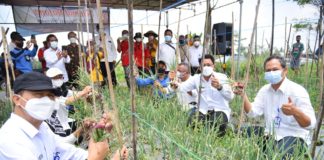 Wakil Bupati Sleman Panen Bawang Merah Lokananta dan Ayam Joper