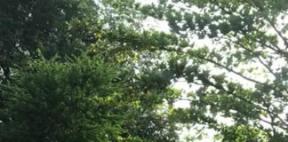 Siswa SDN Trombol 1 Sragen Antusias Sambut PTMT