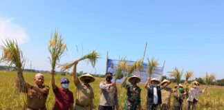 Berhasil Kendalikan WBC dengan Buah Sirih Hutan, Petani Indramayu Jadi Percontohan Nasional
