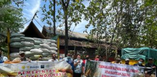 Siap Menjadi Penyedia dan Penyalur Jagung, BULOG Tunggu Penetapan Harga Beli Jagung oleh Pemerintah