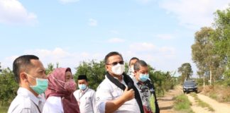Petani Jeruk di Kalsel Merugi Pascabanjir, Ombudsman RI Minta Pemprov Percepat Penyaluran Bantuan Bibit dan Pupuk