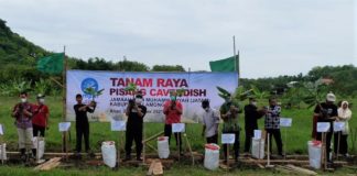 MPM Pusat Lakukan Tanam Raya Pisang Cavendis