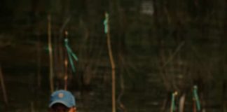 MLH Kalsel Peringati Milad dengan Tanam Pohon di Pulau Curiak Barito Kuala