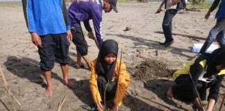 Kolaborasi Lazismu dan IPM Cegah Abrasi Pantai dengan Tanam Pohon Mangrove