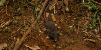 Peneliti Umumkan Penemuan 14 Jenis Cecurut Baru di Sulawesi