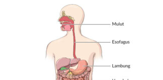Kenali Gejala Hepatitis Akut, Dari Mual Hingga Diare!