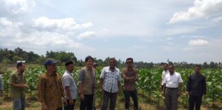 Ketua DPW Petani NasDem Aceh Irvan Mirza: Petani Harus Bangkit