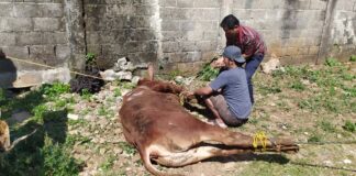 PWI DKI Jakarta Salurkan Kurban Satu Ekor Sapi ke Yayasan Gerakan Sedekah Cerdas