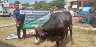 MUI Sembelih 5 Ekor Sapi Kurban dari Kepala Staf TNI Angkatan Laut
