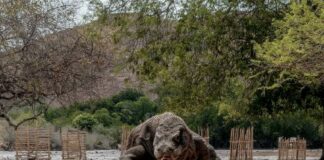 PUKIS Beri Catatan Kritis terkait Tarif Wisata Komodo