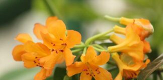 Perekonomian Membaik, Pengunjung di Empat Kebun Raya Terus Meningkat