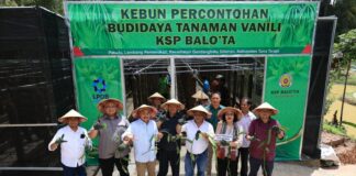 Datang ke Tana Toraja, LPDB KUMKM Lakukan Pelatihan Budidaya Komoditi Vanili