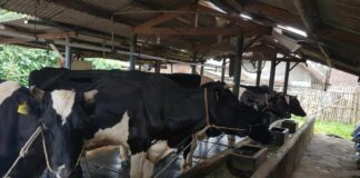 Dana Bergulir Topang Pertumbuhan Bisnis KAN Jabung Syariah