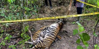 Majelis Hakim Tinggi PT BNA Memperberat Pidana Pembunuh Harimau