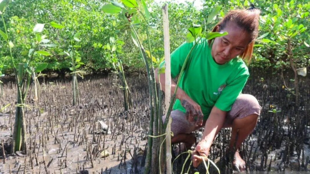 Warga menanam bibit mangrove jenis Rhizophora di kawasan pesisir Desa Tiwoho, Kecamatan Wori, Kabupaten Minahasa Utara, Provinsi Sulawesi Utara, Rabu (7/2/2024). (ANTARA/Sugiharto Purnama)