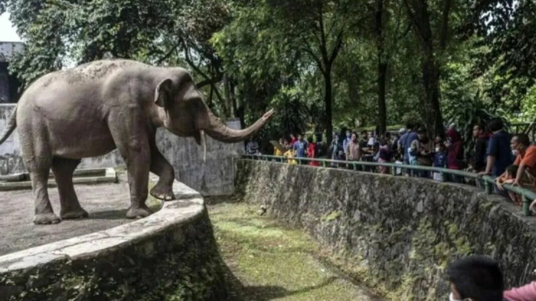 Taman Margasatwa Ragunan Catat Rekor 98.978 Pengunjung pada Tahun Baru 2025