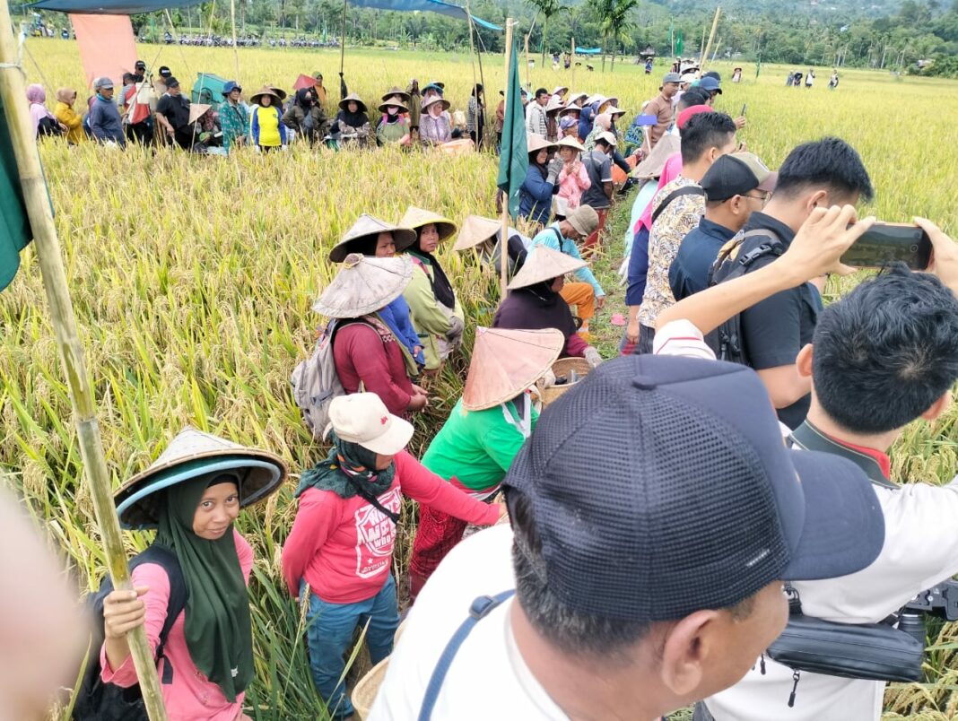 Panen Raya Padi Organik di Rejang Lebong