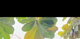 Milad Muhammadiyah ke-113: PonpesMu Sambi Bagikan 1000 Bibit Cabai & Terong