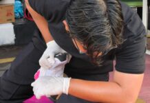 Layanan Fisioterapi UMS Ramaikan CFD Solo