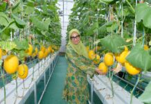 Program TJSL AirNav, Panen Perdana Melon Hidroponik Karya Petani Binaan di Boyolali