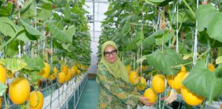 Program TJSL AirNav, Panen Perdana Melon Hidroponik Karya Petani Binaan di Boyolali