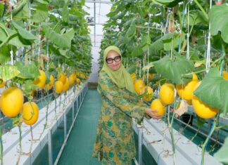Program TJSL AirNav, Panen Perdana Melon Hidroponik Karya Petani Binaan di Boyolali