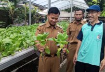 Lurah Gajahan Panen Pakcoy Hidroponik, Dorong Sekolah Produktif
