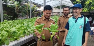 Lurah Gajahan Panen Pakcoy Hidroponik, Dorong Sekolah Produktif