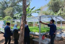E-Mekanisasi UMS Dongkrak Produksi Hidroponik Petani Kliwonan hingga 2 Kali Lipat